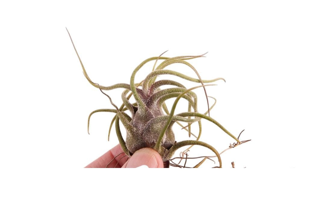 Tillandsia ionantha 5cm 999cm Pot