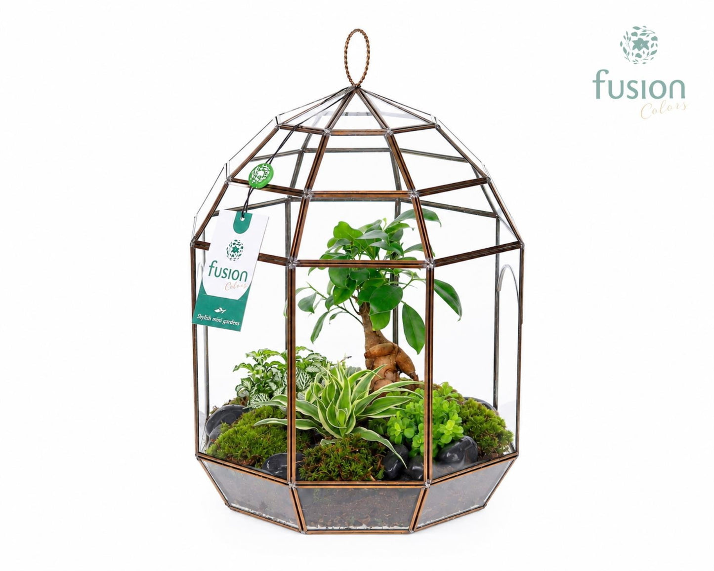 Ficus Ginseng in glass 35cm 25cm Pot
