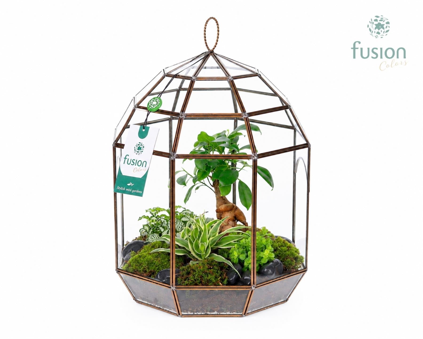 Ficus Ginseng in glass 35cm 25cm Pot