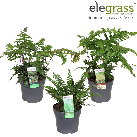 Ferns outdoor mix 50cm 14cm Pot