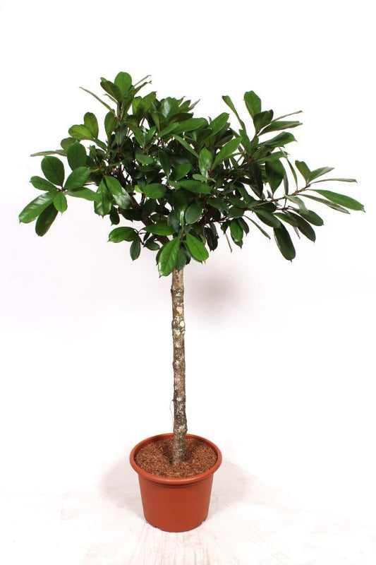 Ficus cyathistipula 200cm 40cm Pot