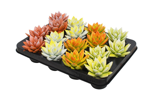 Echeveria Miranda 8cm 6cm Pot