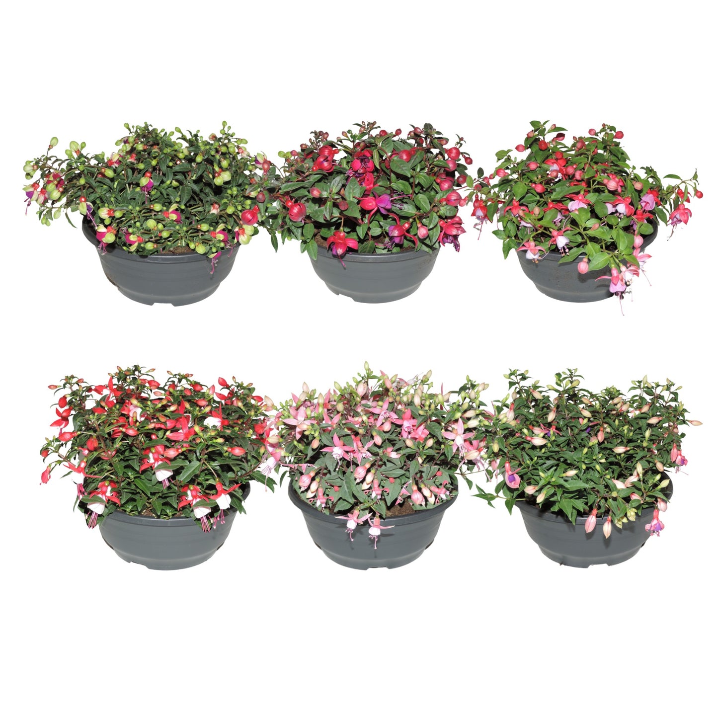 Fuchsia Bella mix 25cm 23cm Pot