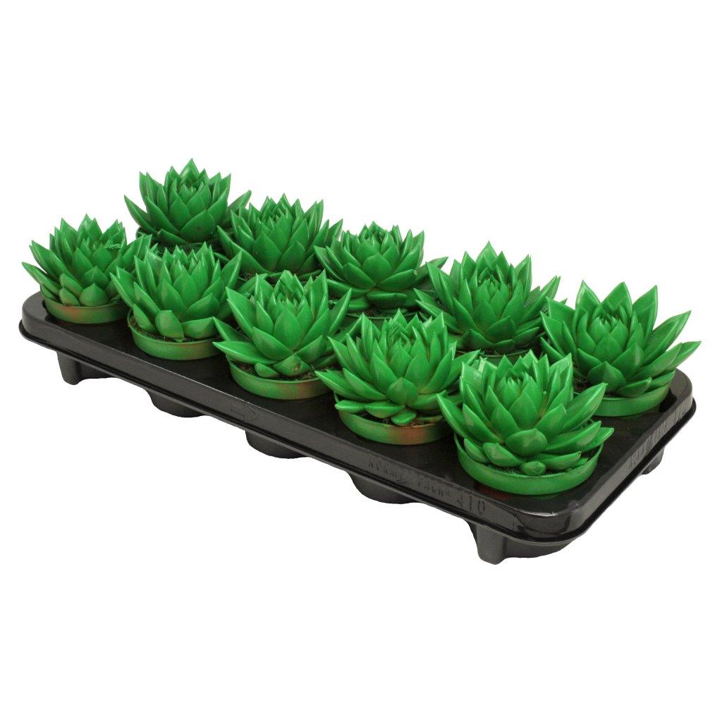 Echeveria colored green 13cm 10.5cm Pot