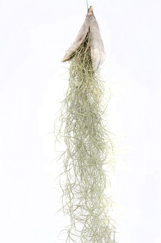 Tillandsia usneoides