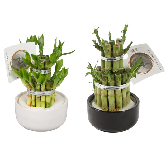 Drac. Lucky Bamboo 18cm 9cm Pot