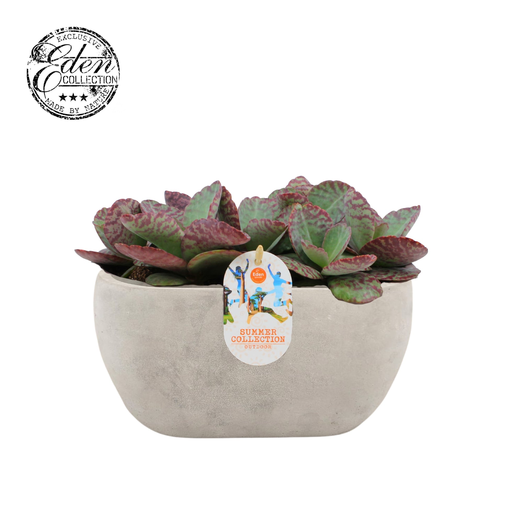 Kalanchoe hum. Surprising Desert 20cm 25cm Pot