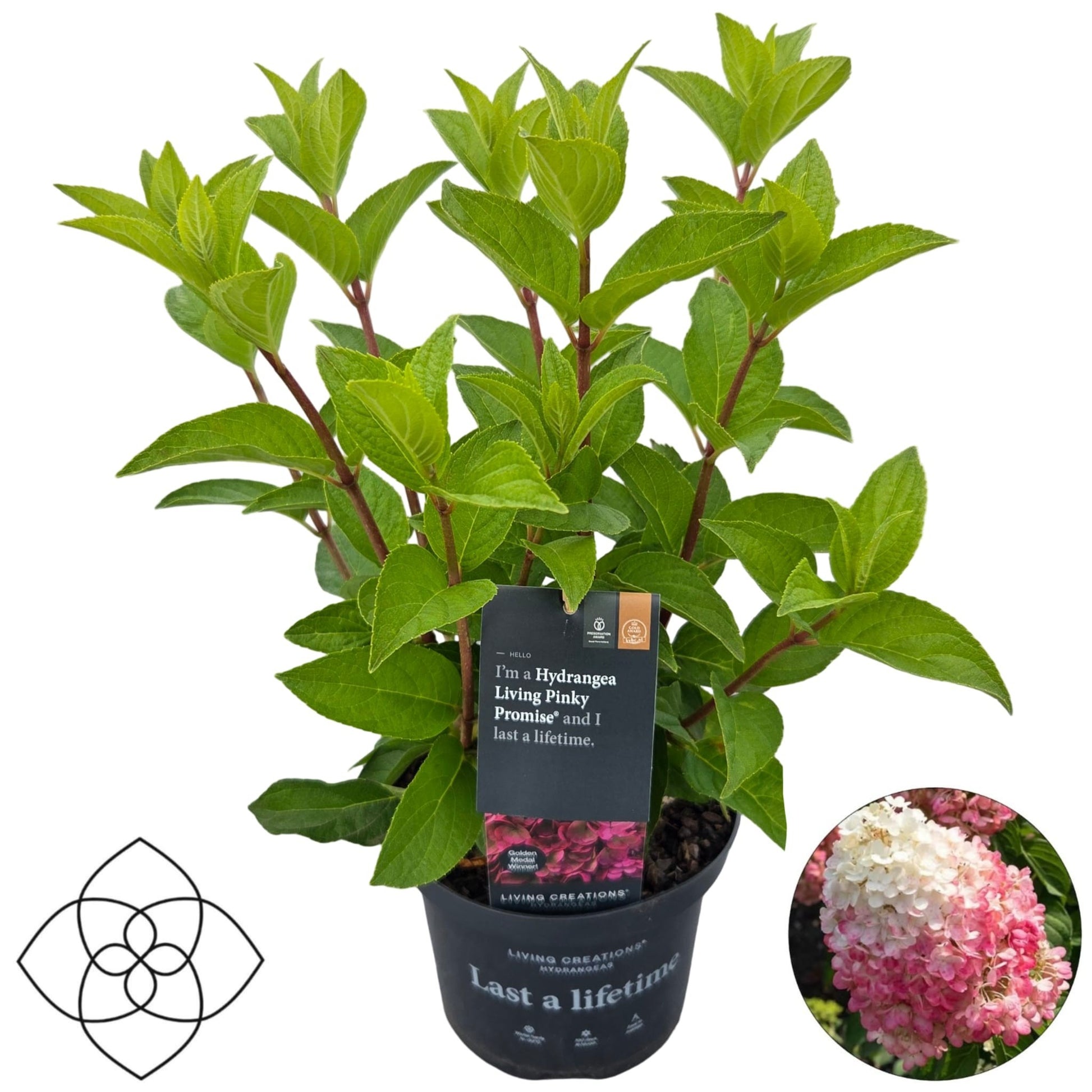 Hydrangea paniculata 50cm 17cm Pot