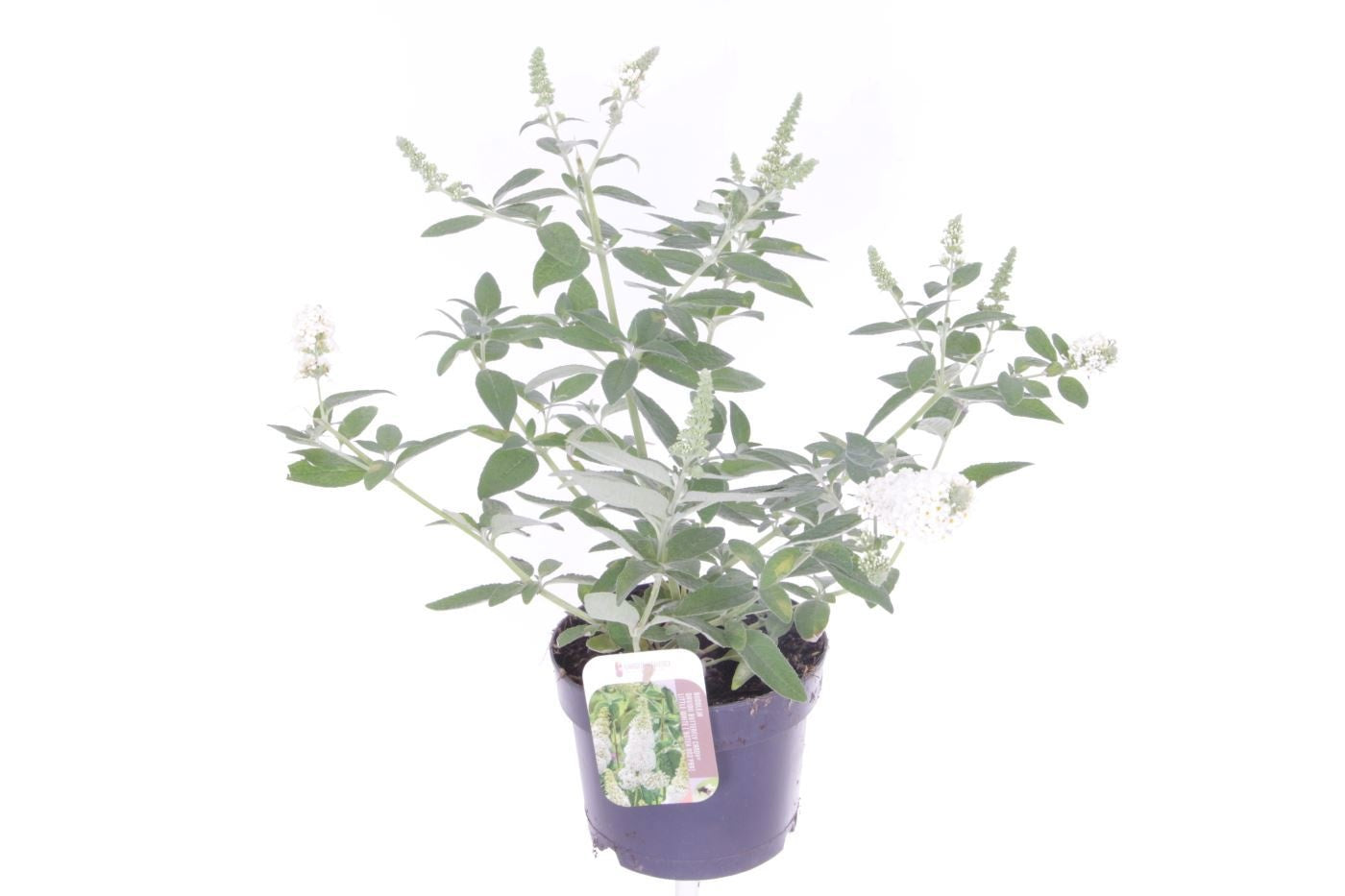 Buddleja Butterfly Candy Little White 45cm 17cm Pot