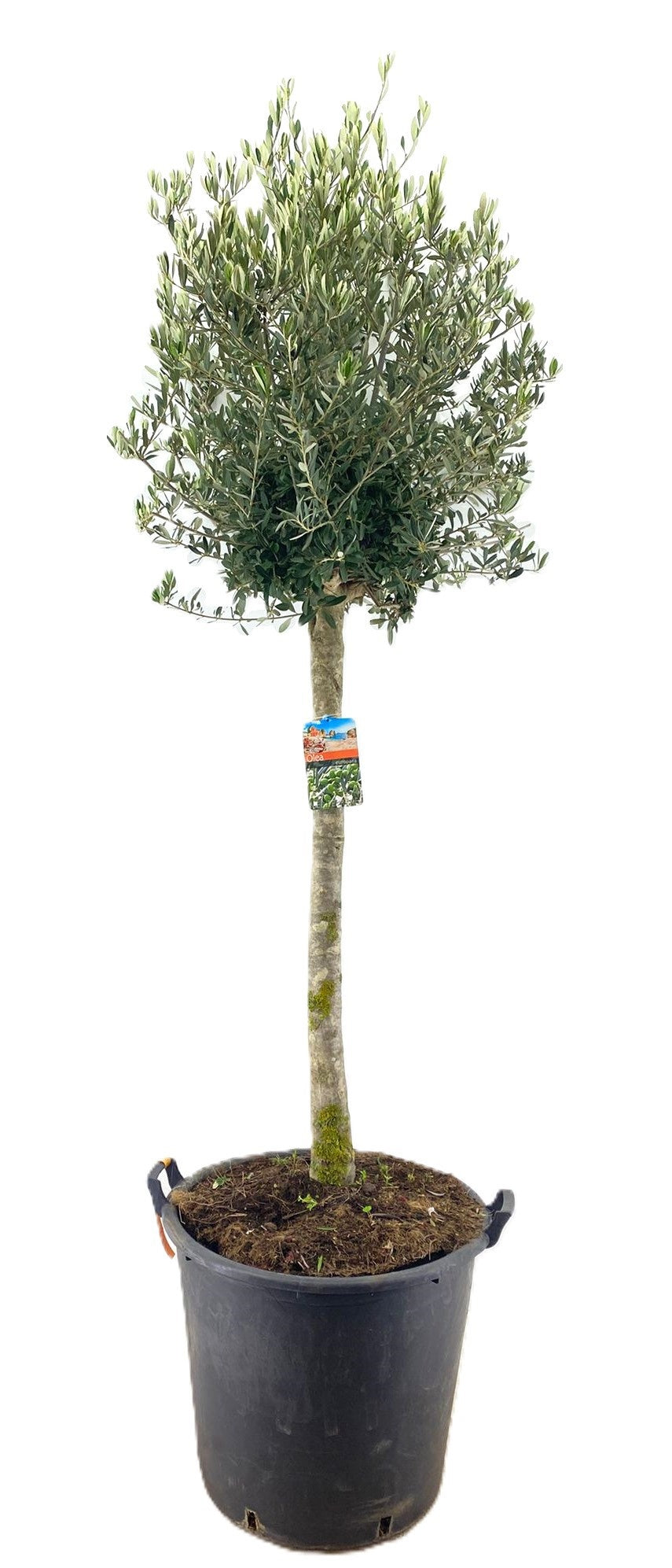 Olea europaea 240cm 55cm Pot
