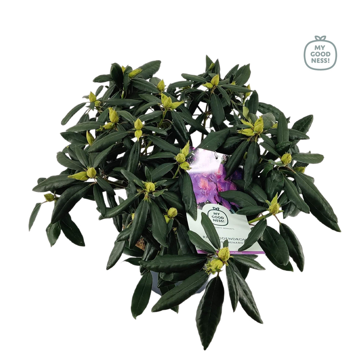 Rhododendron Marcel Menard 70cm 26cm Pot