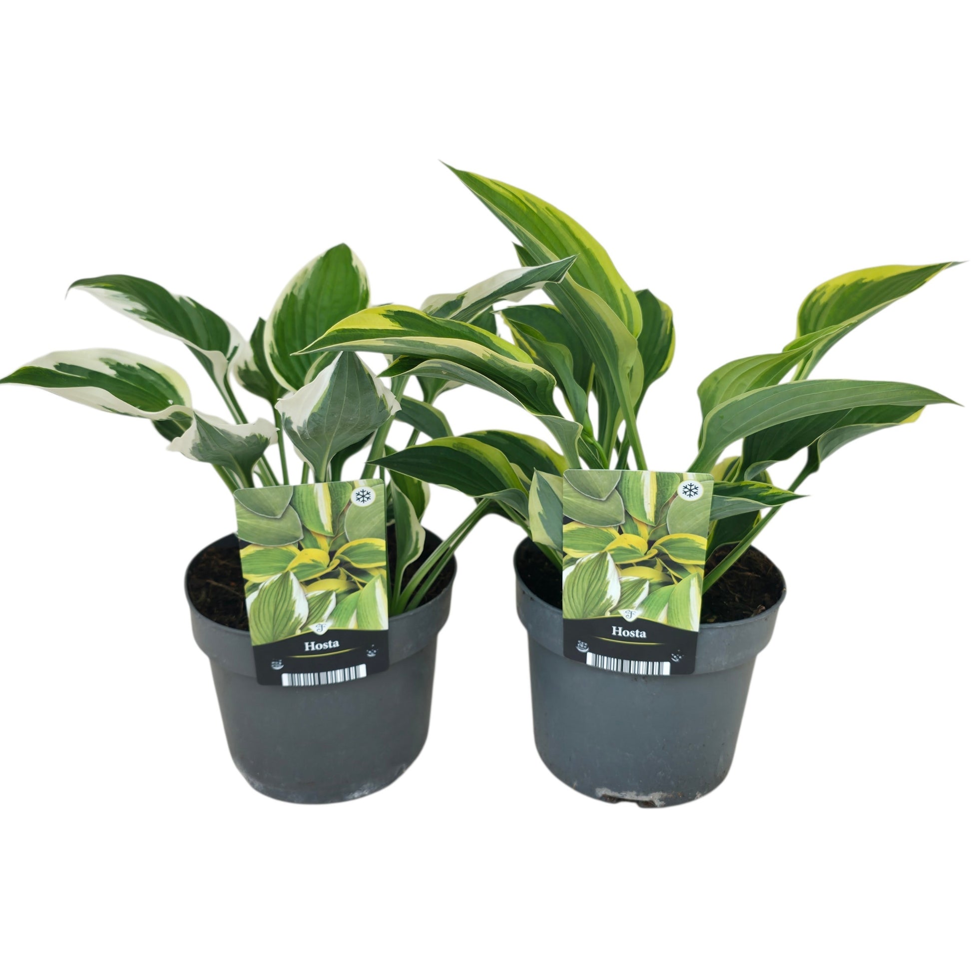 Hosta mix 15cm 17cm Pot