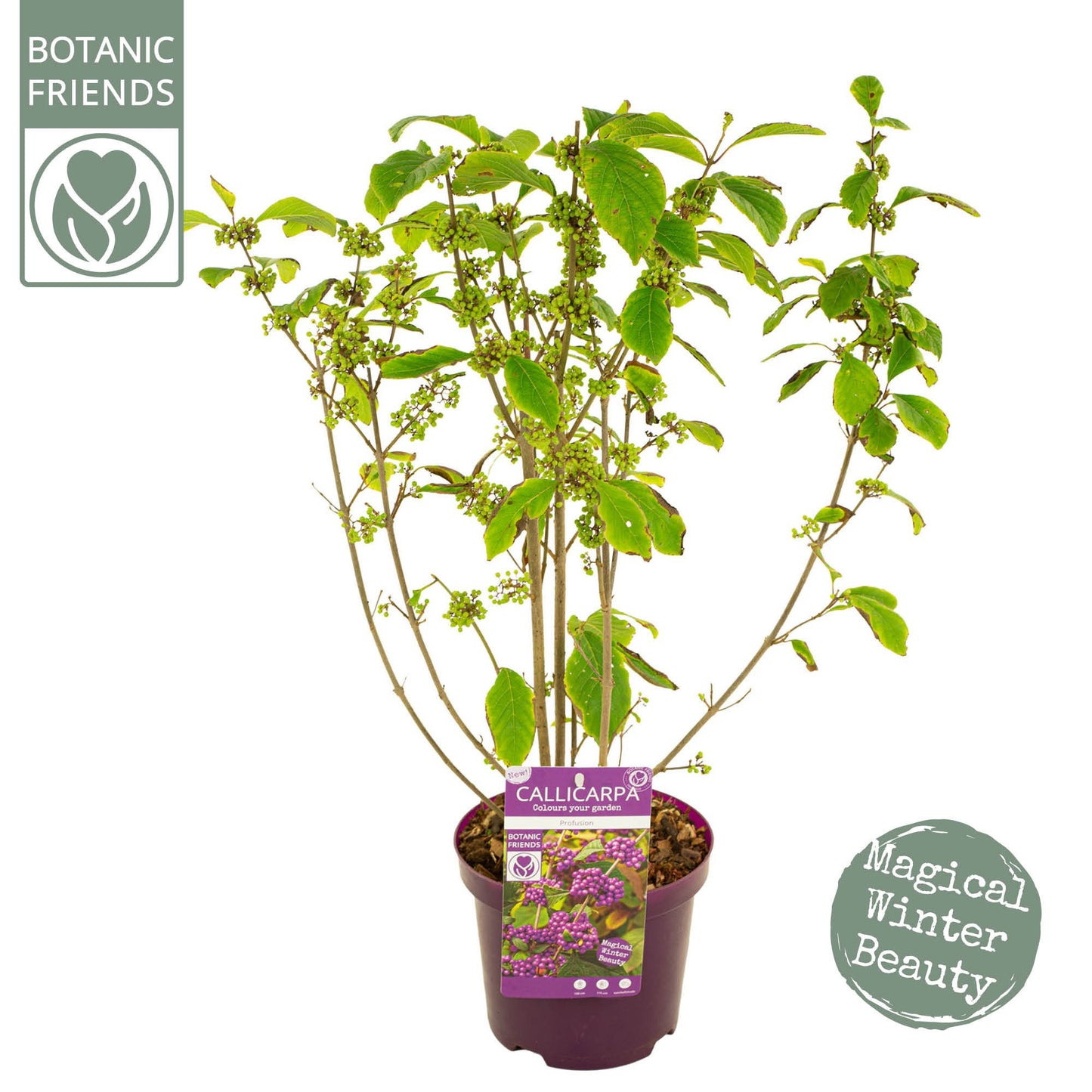 Callicarpa bod. Profusion 70cm 19cm Pot