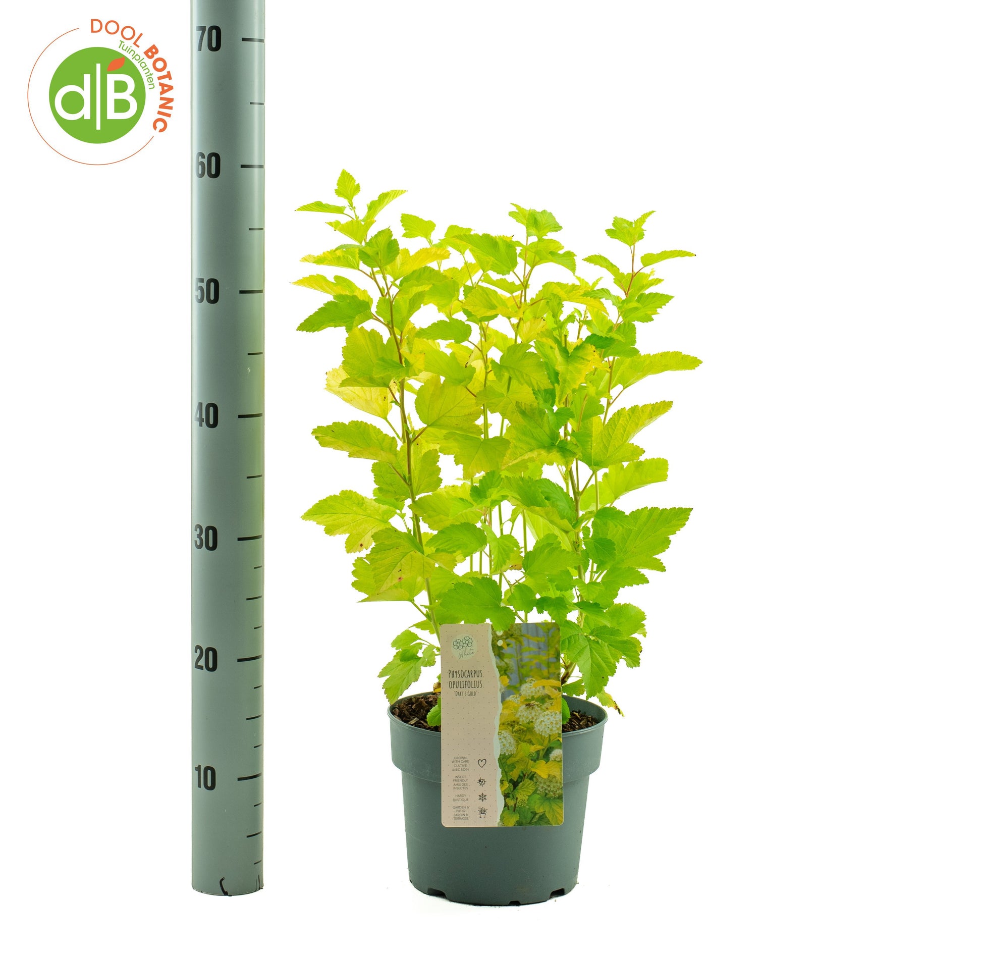 Dool Botanic Physocarpus Dart's Gold Pack of 1