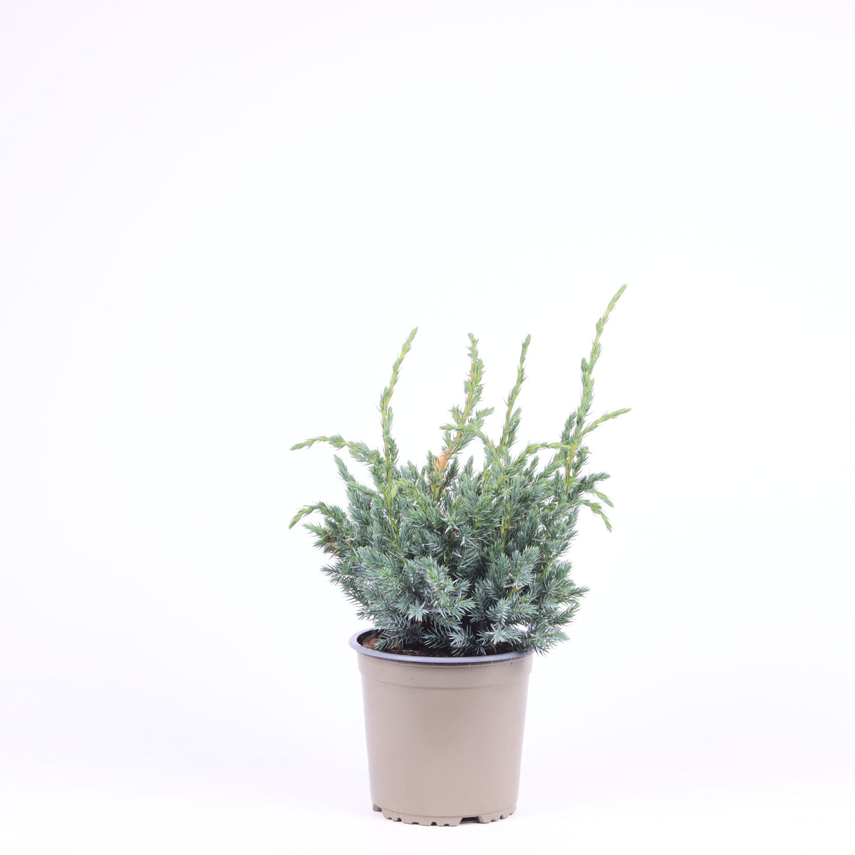 Vredebest, Kwekerij Juniperus Meyeri Pack of 6