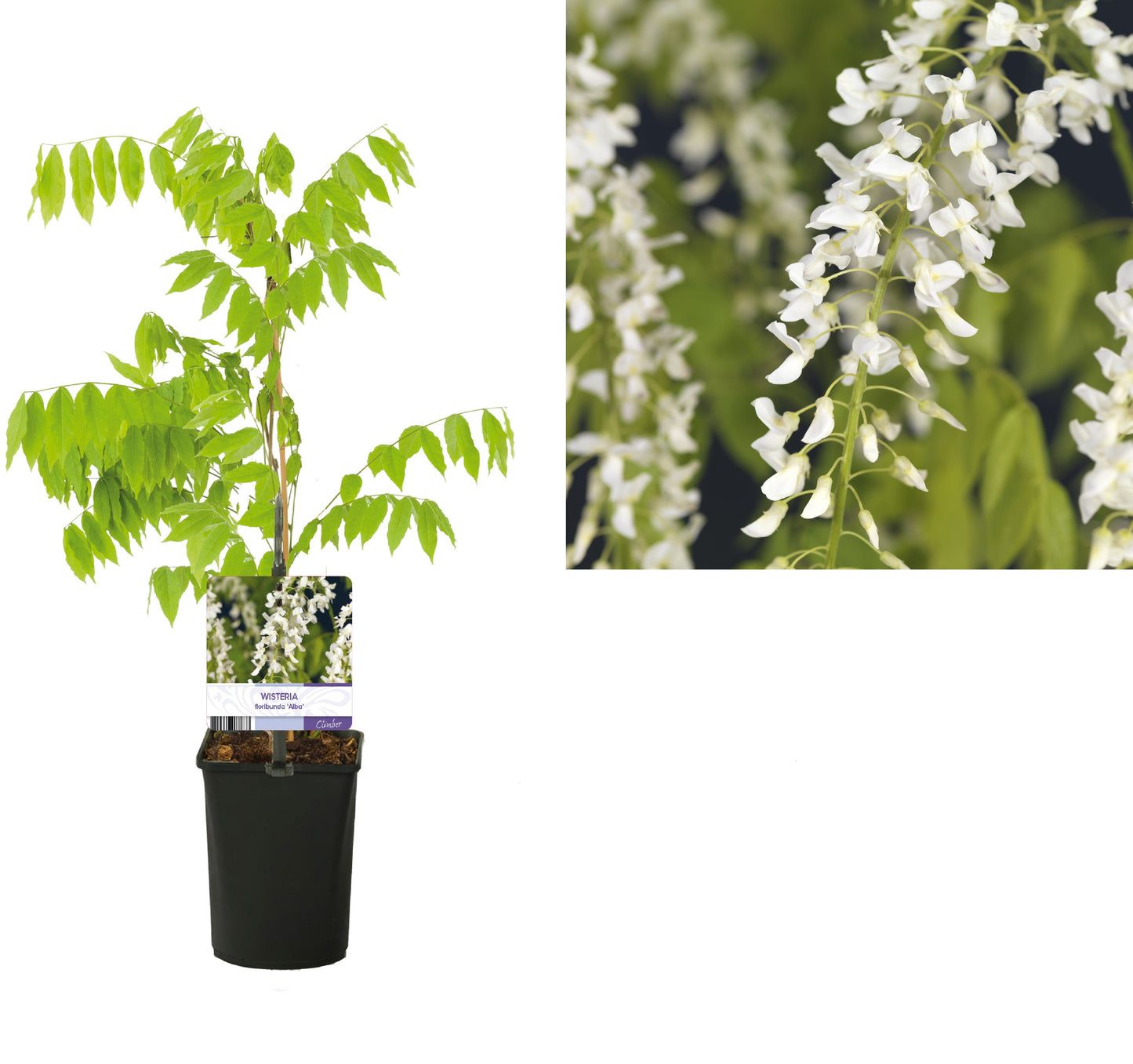 Wisteria floribunda Alba 40cm 11cm Pot