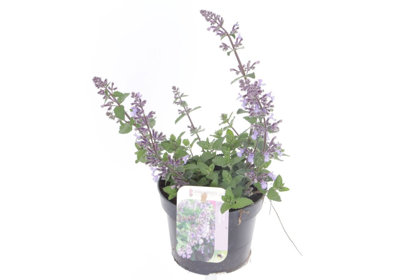 Nepeta faassenii 25cm 13cm Pot