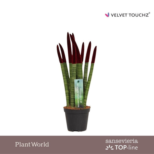 sansevieria-cylindrica-30cm-8-5cm-pot-svt09zk11
