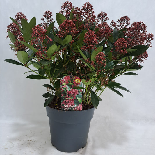 Skimmia japonica Rubella 45cm 23cm Pot