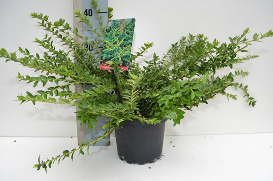 Lonicera Maigruen 25cm 17cm Pot