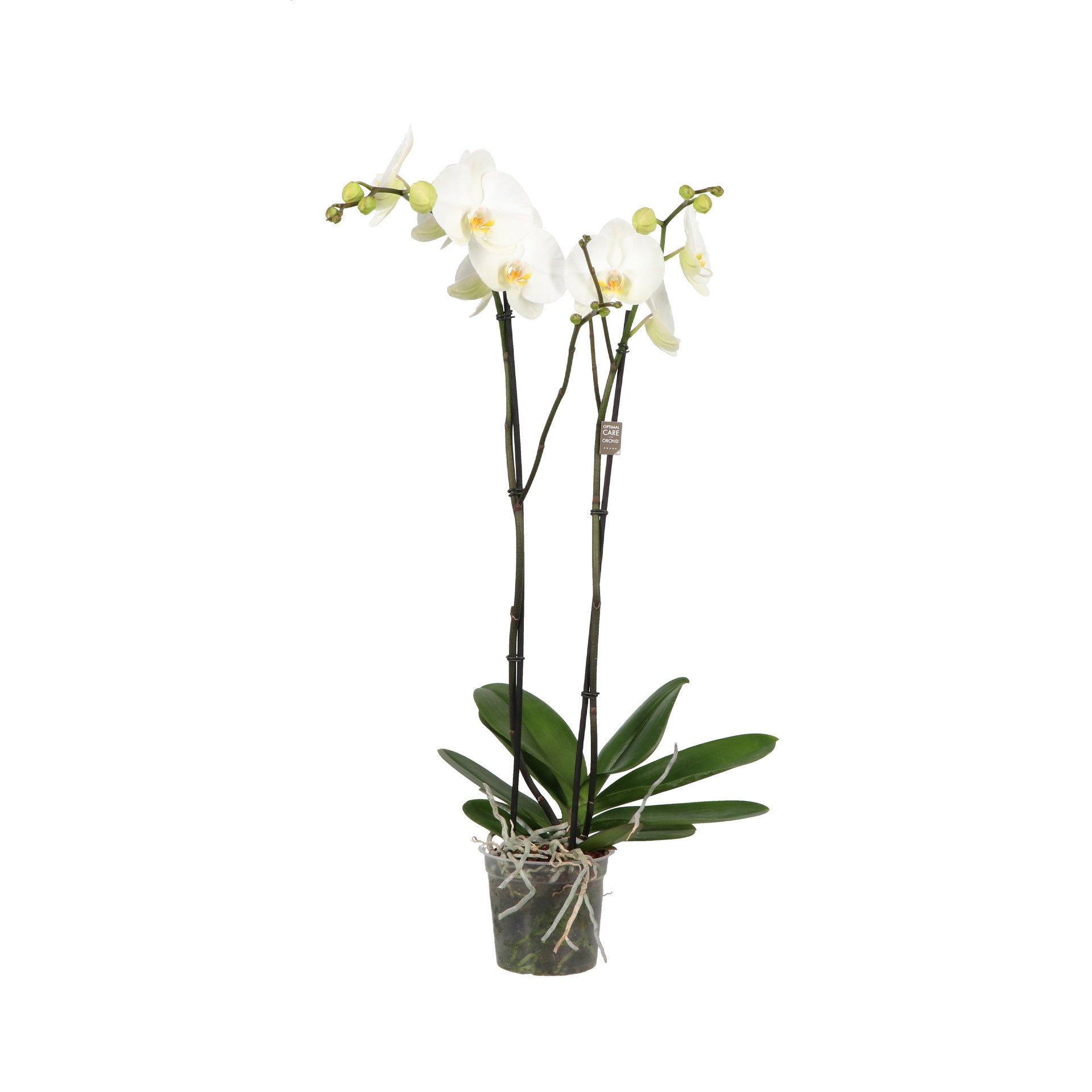 Phalaenopsis Fortuno white 90cm 15cm Pot