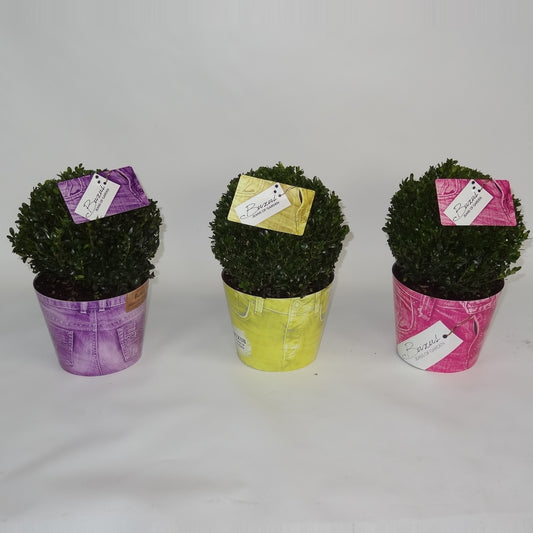 Buxus sempervirens ball 35cm 19cm Pot