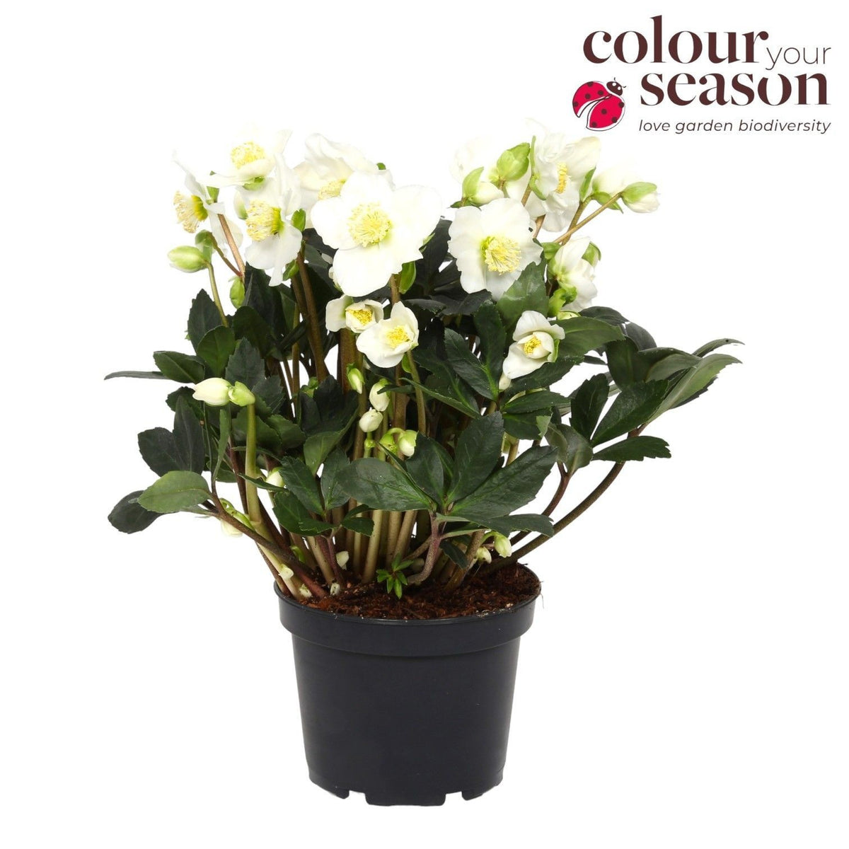Helleborus niger 30cm 13cm Pot
