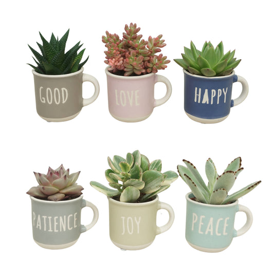 Succulent mix 10cm 5.5cm Pot