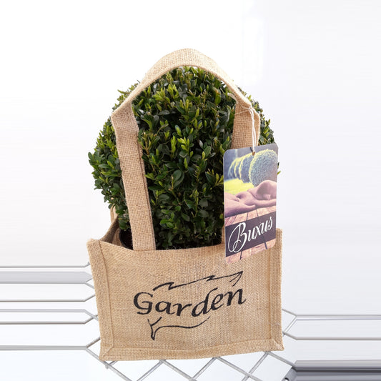 Buxus sempervirens ball 40cm 23cm Pot