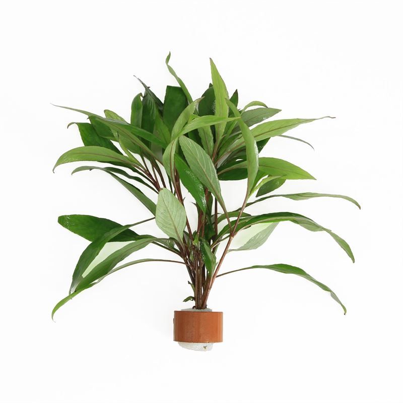 Hygrophila polysperma 5cm 2cm Pot