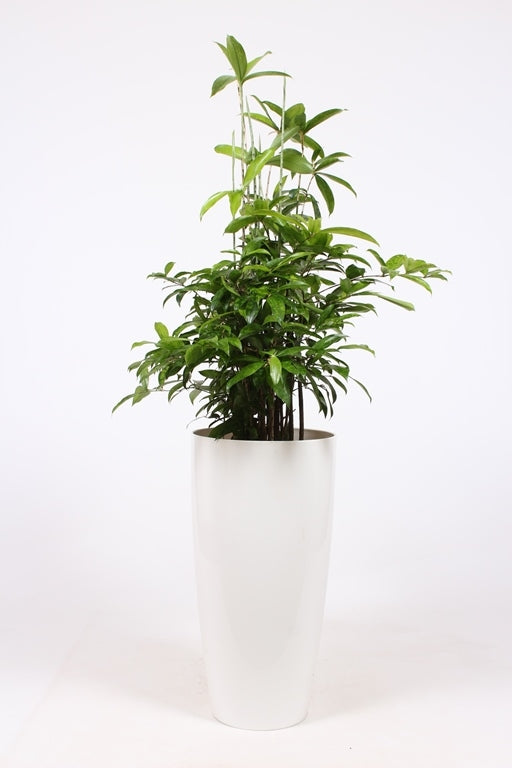 Dracaena surculosa 140cm 33cm Pot
