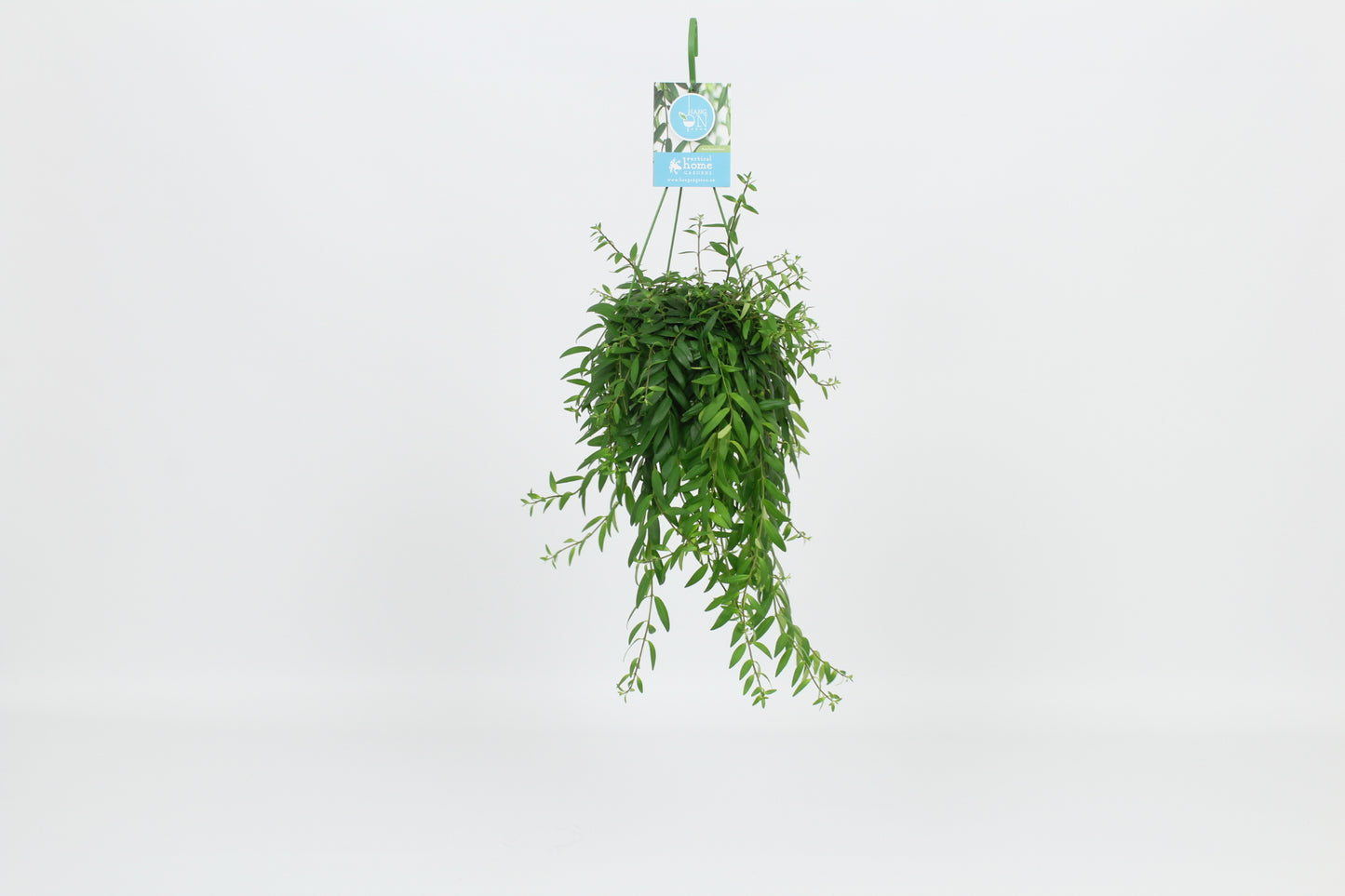 Aeschynanthus Japhrolepis Hanging Basket 14cm Pot