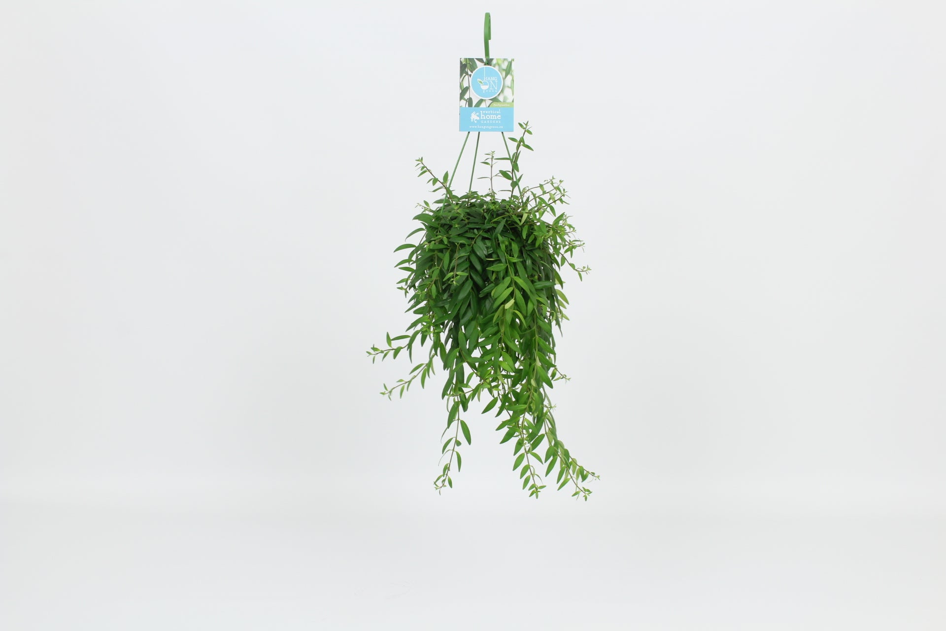 Aeschynanthus Japhrolepis Hanging Basket 14cm Pot