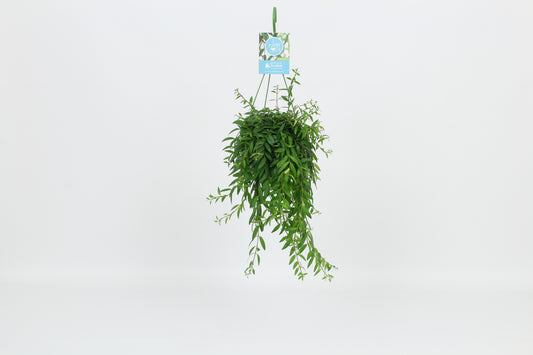 Aeschynanthus Japhrolepis Hanging Basket 14cm Pot