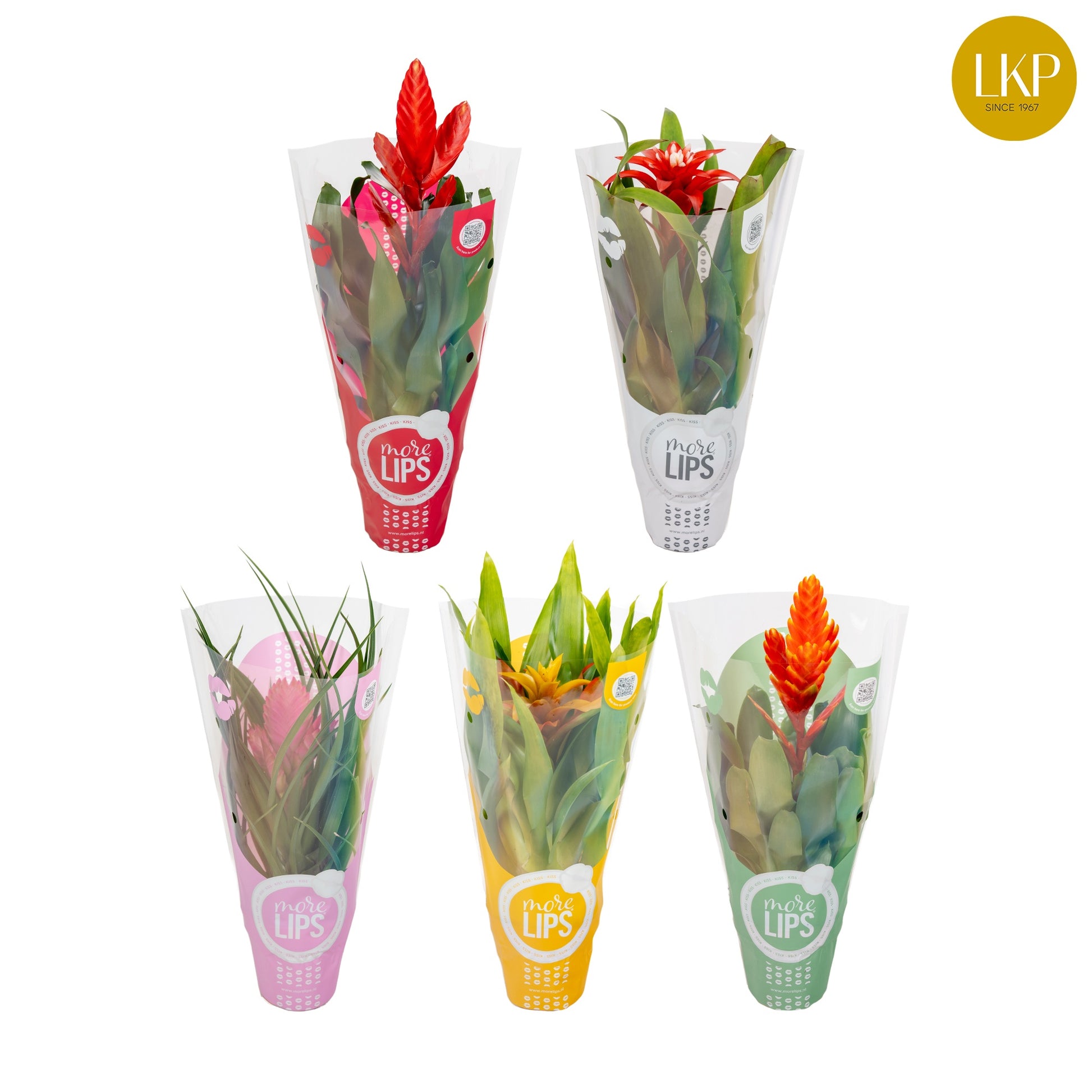 Bromelia Romance mix MoreLips hoes 30cm 510cm Pot