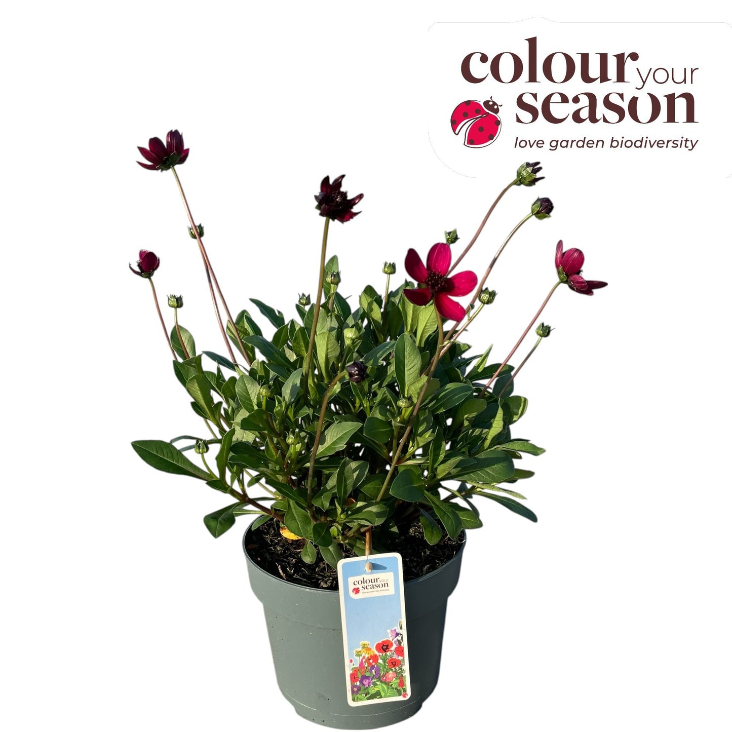 Cosmos Cherry Chocolate 50cm 19cm Pot