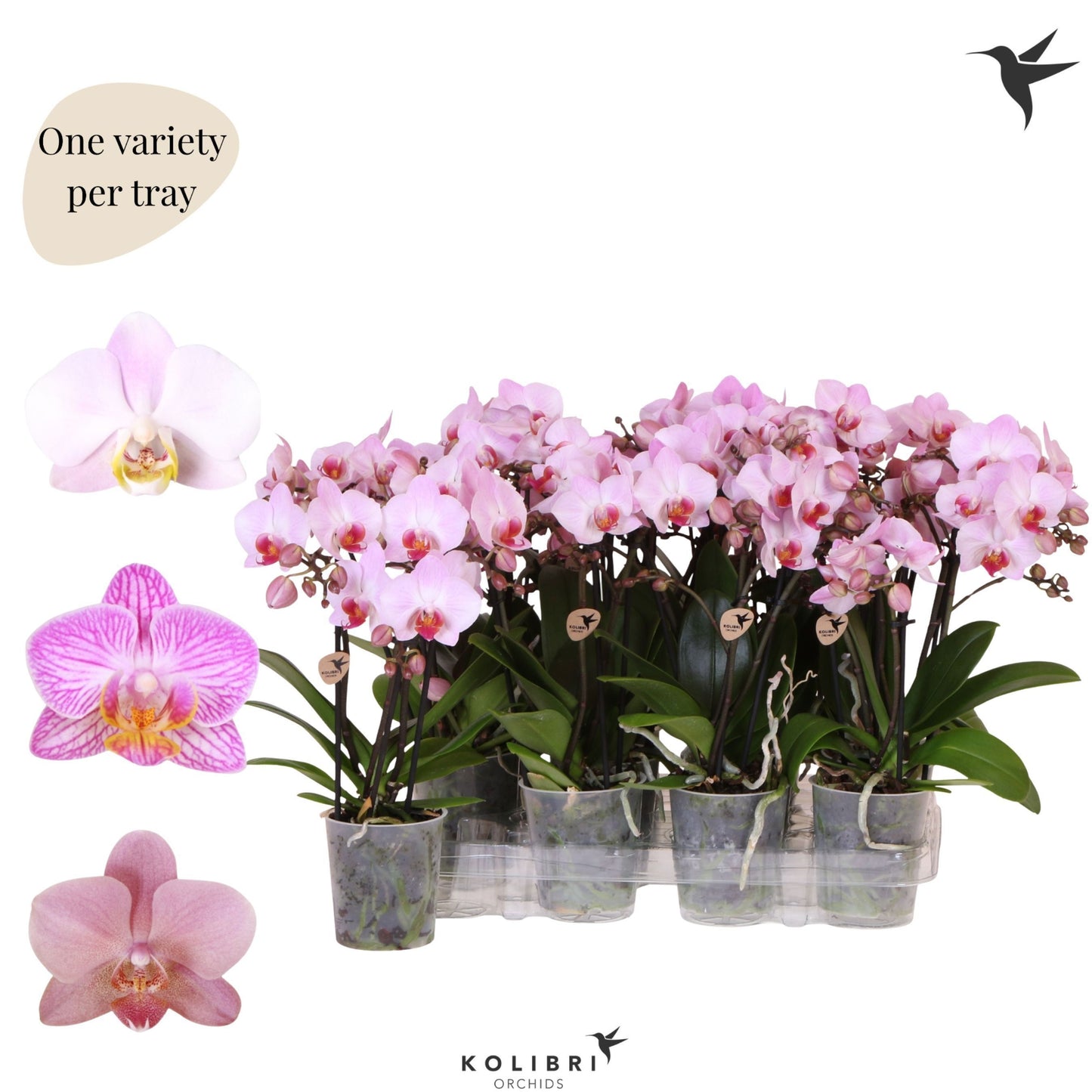Phalaenopsis pink 40cm 9cm Pot