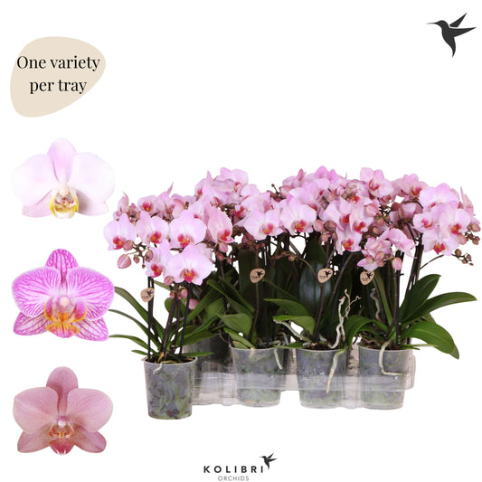 Phalaenopsis pink 40cm 9cm Pot