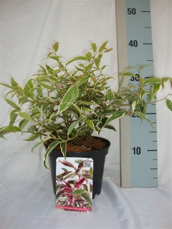 Leucothoe Whitewater 35cm 17cm Pot