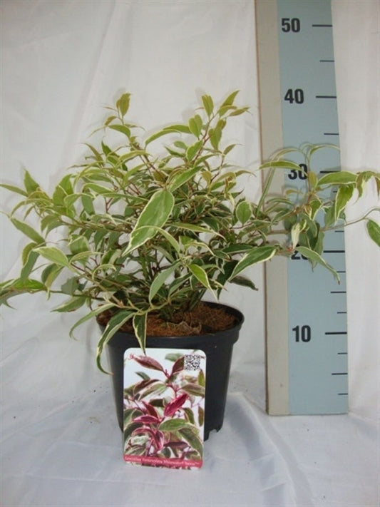 Leucothoe Whitewater 35cm 17cm Pot