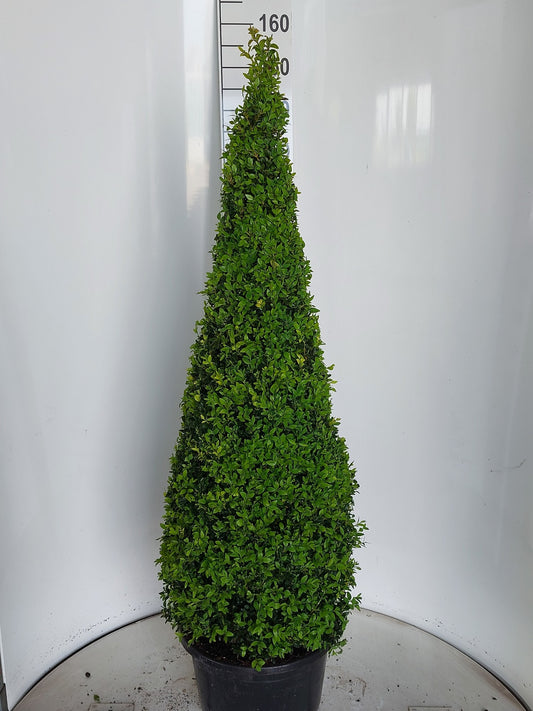 Buxus sempervirens ball 155cm 38cm Pot