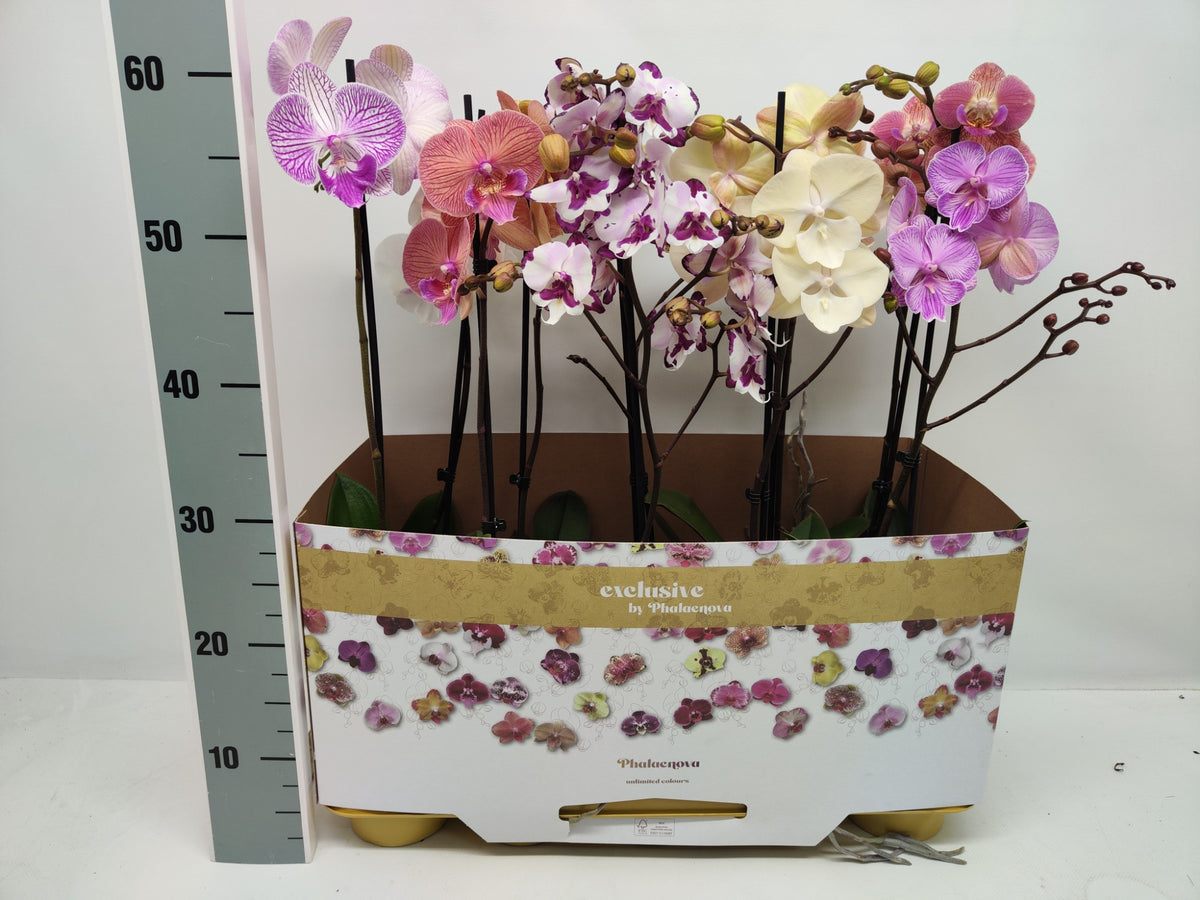 Phalaenopsis mix 10 colors 60cm 12cm Pot