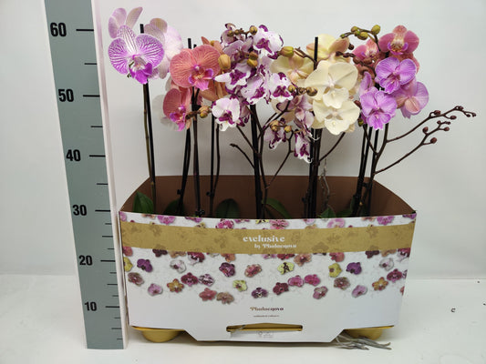 Phalaenopsis mix 10 colors 60cm 12cm Pot