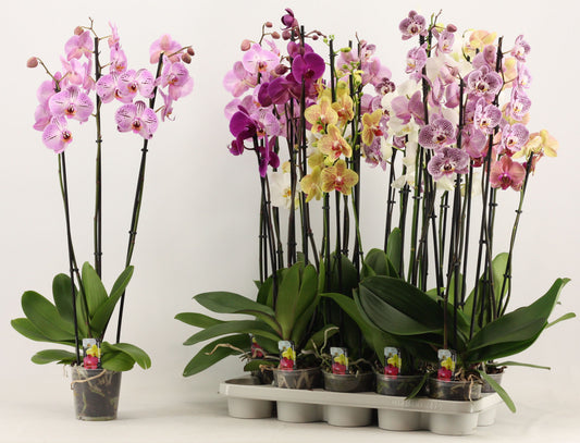 Phalaenopsis mix 80cm 12cm Pot