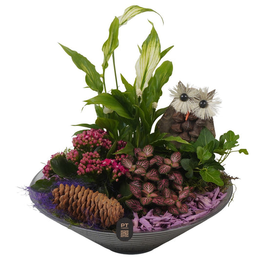 Indoor arrangement 26cm 26cm Pot