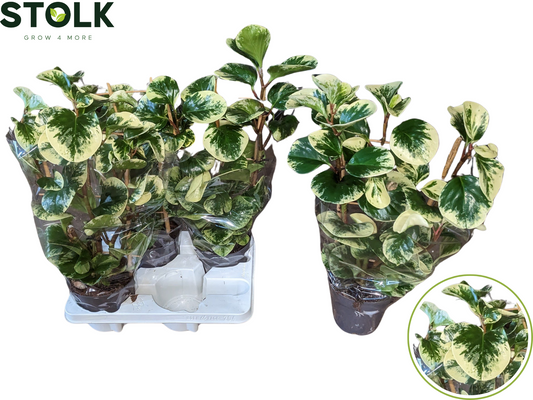 Peperomia Obtipan Bicolor 55cm 14cm Pot