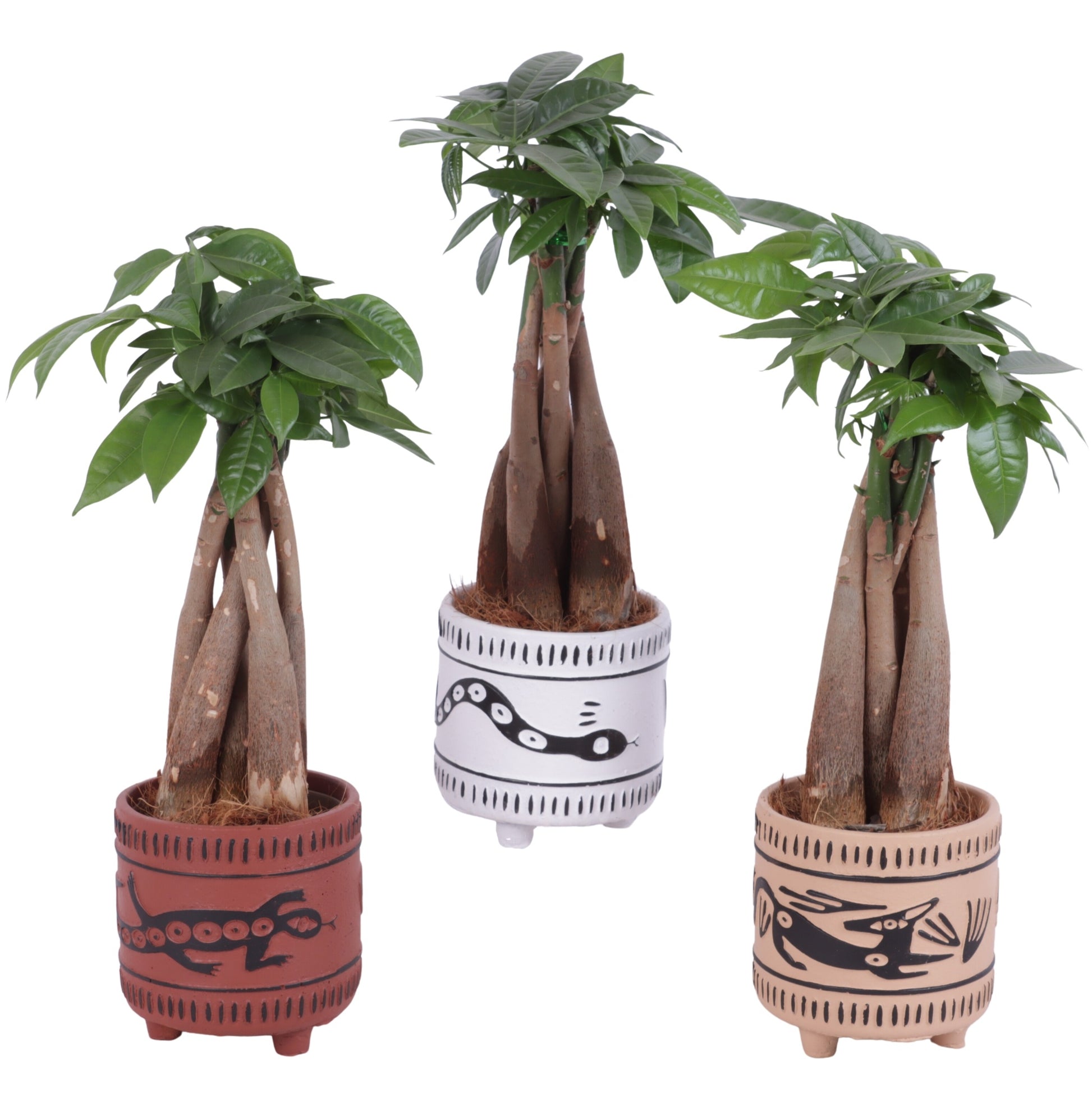Pachira aquatica 30cm 10cm Pot