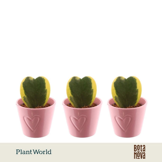 Hoya kerrii 13cm 7cm Pot