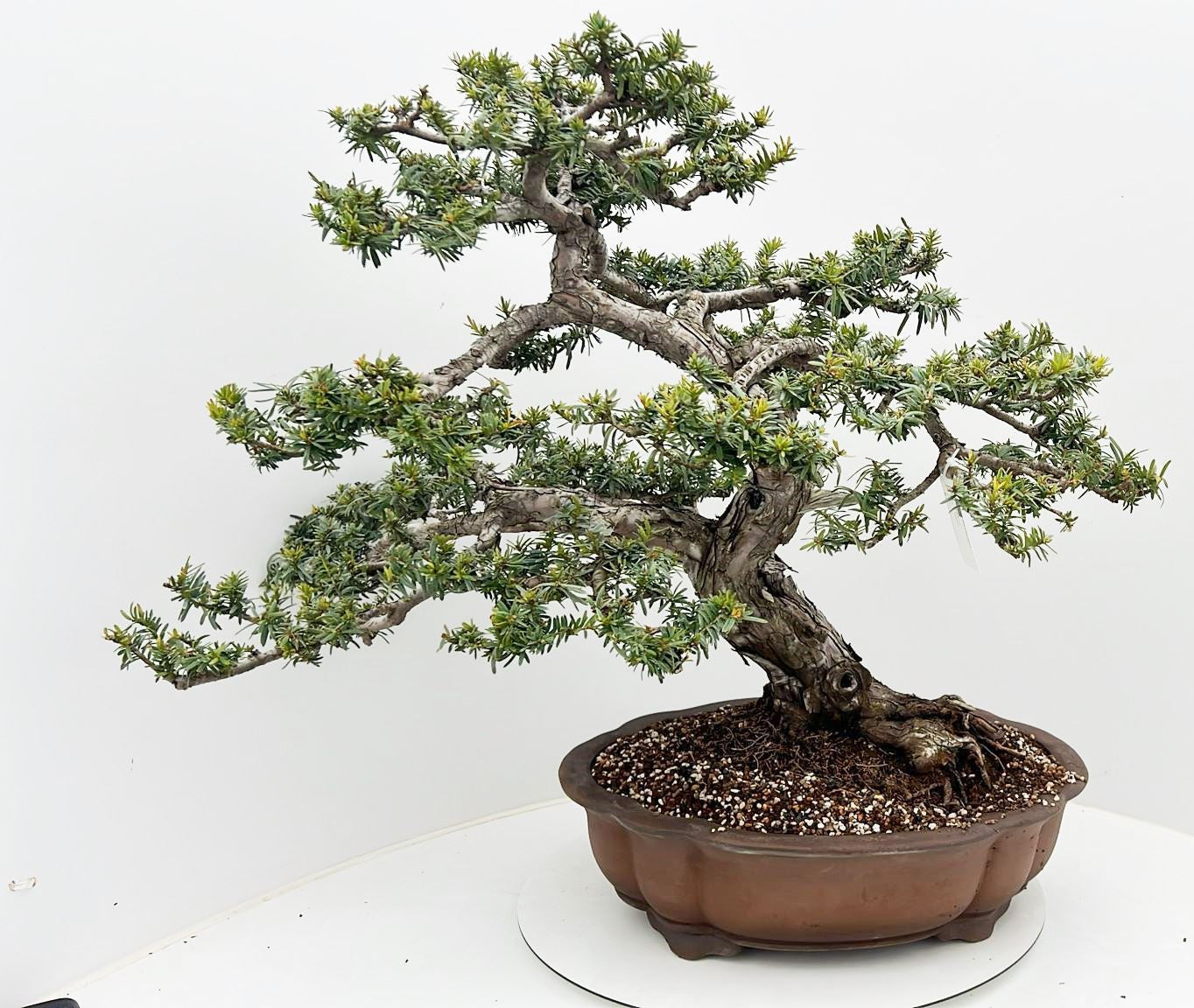 Taxus cuspidata 80cm 50cm Pot