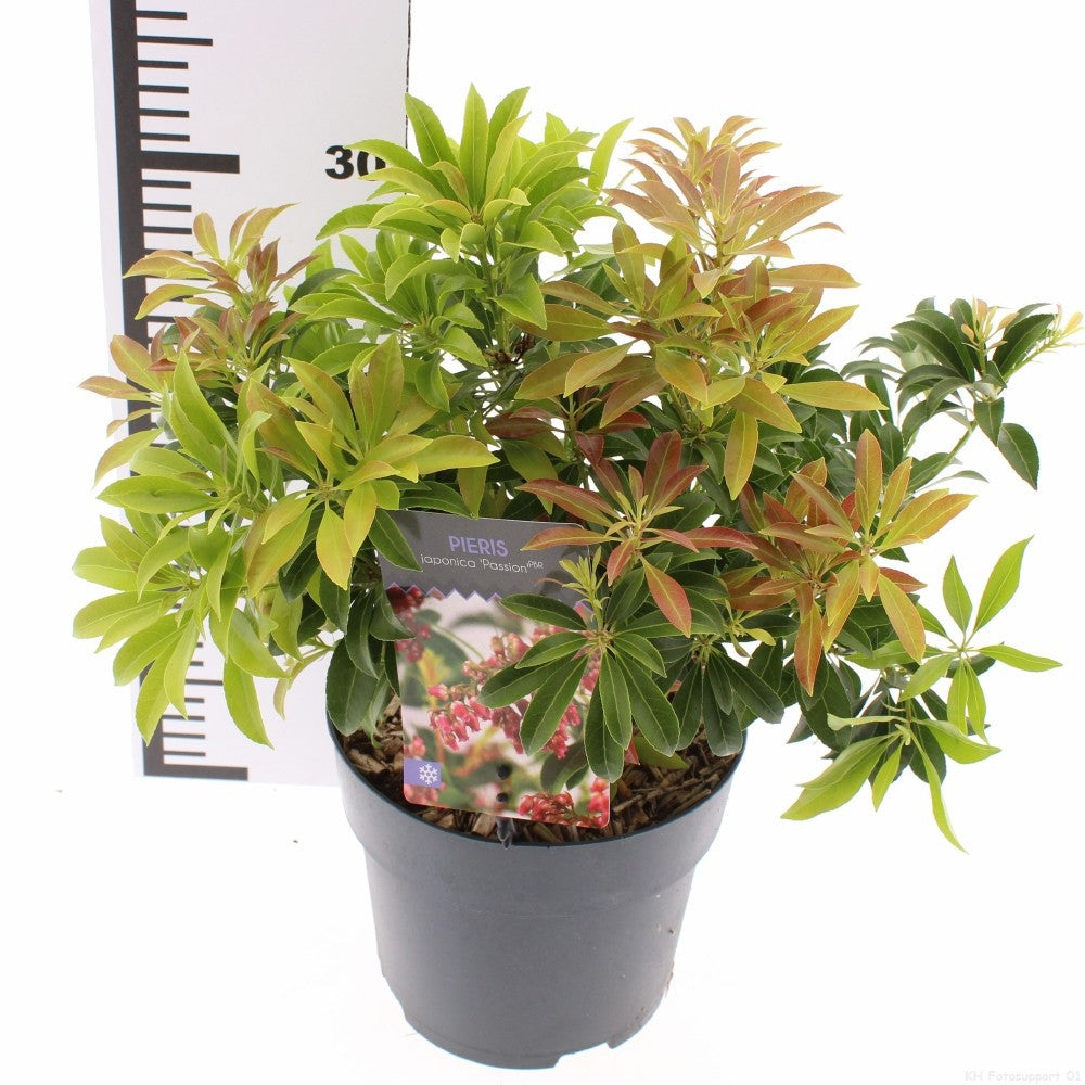 Snepvangers Tuinplanten Pieris japonica Pack of 6